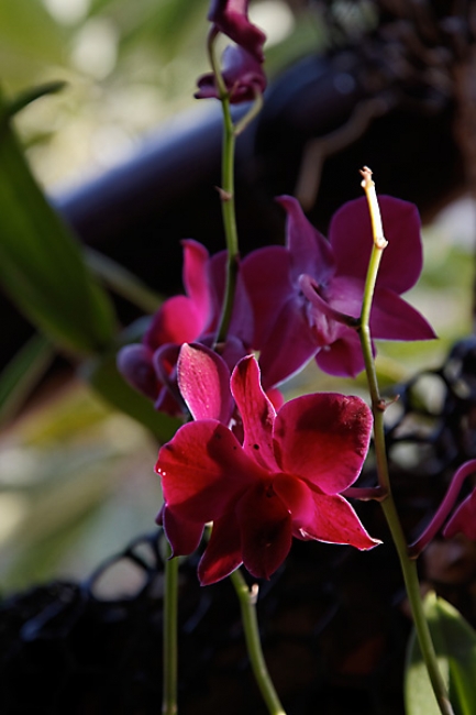 Fleurs FEV12-012